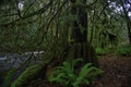 Old growth rain forest in Stocking Creek Waterfall park in Vancouver Island, British Columbia, Canada Royalty Free Stock Photo