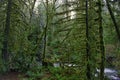 Old growth rain forest in Stocking Creek Waterfall park in Vancouver Island, British Columbia, Canada Royalty Free Stock Photo