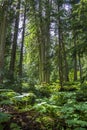 Old growth rainforest Royalty Free Stock Photo