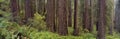 Old-growth redwoods Royalty Free Stock Photo