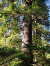 Old growth spruce tree Royalty Free Stock Photo