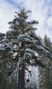 Old growth spruce in winter Royalty Free Stock Photo