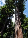 Old growth sugi tree in a forest in Japan Royalty Free Stock Photo