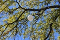 The only Old Growth Tree to remain has new globe style lighting.