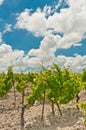 Old growth vinyard wine grape plants in southeast Spain Royalty Free Stock Photo