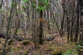 Old growth woodlands landscape