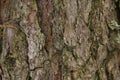 Old grunge bark wood texture background