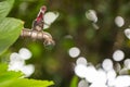 Old and grunge brass faucet and water drop on green bokeh from t Royalty Free Stock Photo