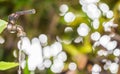 Old and grunge brass faucet and water drop on green bokeh from t Royalty Free Stock Photo