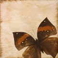Old grunge butterfly paper texture