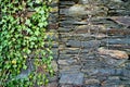 Old grunge natural bricks blocks textured stone background with a green plant growing on it eco concept image