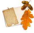 Old grunge paper with autumn oak leaves and acorns on the white Royalty Free Stock Photo