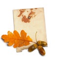 Old grunge paper with autumn oak leaves Royalty Free Stock Photo