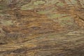 Old grungy wooden surface texture. Warm brown timber texture macro photo. Natural wood background.