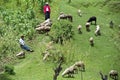 Old Guatemalan Indian women herd their sheep flock