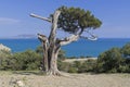 Old half-withered relict tree juniper