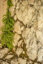 Old hand built stone wall with green fern