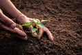 Old hand planting sprout on soil Royalty Free Stock Photo