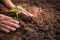 Old hand planting sprout on soil Royalty Free Stock Photo
