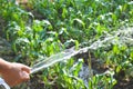 Old hand watering a tree