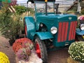 Old Hanomag tractor between outdoor autumn flower arrangement with yellow and white mums - chrysanthemum - pumpkins and pampasrass Royalty Free Stock Photo