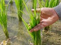 Old hard-working farmer`s hand touching green leaves of rice trees in a paddy field - a beautiful outcome from his hard work Royalty Free Stock Photo