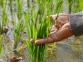 Old hard-working farmer`s hand touching green leaves of rice trees in a paddy field - a beautiful outcome from his hard work Royalty Free Stock Photo