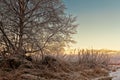 Old Harvester By The Birch Tree Royalty Free Stock Photo