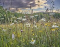 Species rich wild flower meadow in summer