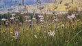 Species rich wild flower meadow in summer