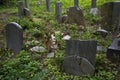 Abandoned cemetery from the 1800s