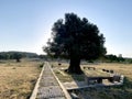 An old healthy big olive tree alone in the middle of ancient city ruins surrounded with banks for people to get rest Royalty Free Stock Photo