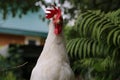 Portrait of a fowl Royalty Free Stock Photo