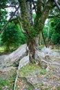 Old Heritiera littoralis Dryand buttress tree roots in Kenting national park Taiwan