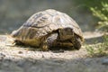 Old Herman`s turtle, Testudo hermanni in the wood