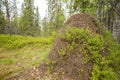 Old and high anthill covered with growing blueberry plants