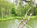 Old high trunk of a gnarled tree against the background of a marshy lake.