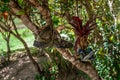 an old hiking boot hangs on a tree branch Royalty Free Stock Photo