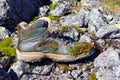 Old hiking boots Royalty Free Stock Photo