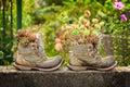 Old hiking boots used as flower pots Royalty Free Stock Photo