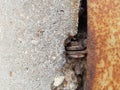 Old hinge in a rusty metal door on a concrete wall. Royalty Free Stock Photo