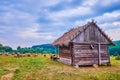 The herd of grazing sheep in historical Cossack Village Scansen in Stetsivka, Ukraine