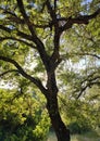 Old holm oak tree evening sun giving a beautiful light Royalty Free Stock Photo
