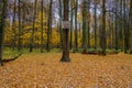 An old home-made dilapidated basketball back nailed to a tree in an autumn forest on a cloudy day Royalty Free Stock Photo