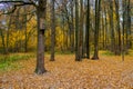 An old home-made dilapidated basketball back nailed to a tree in an autumn forest on a cloudy day Royalty Free Stock Photo