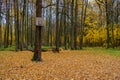 An old home-made dilapidated basketball back nailed to a tree in an autumn forest on a cloudy day Royalty Free Stock Photo