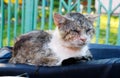 An old homeless cat, beaten and shabby nobody needs