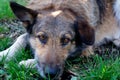 An old homeless dog looks sadly at the camera