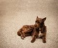 The old homeless dog rest. Stray dog lies on ground. Old dog with a sad look. Red-haired dog on the street old doggy Royalty Free Stock Photo