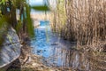 An old homemade boat in front of the river entrance, overgrown with reeds Royalty Free Stock Photo